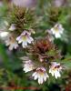 Euphrasia rostkoviana